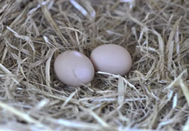 Fewer Eggs Every Week