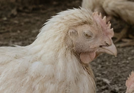 Pale Combs And Low Energy