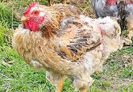 Rough Feathers And Slow Molt Recovery